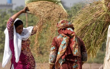 Loạt quốc gia ngừng nhập khẩu, gạo Thái Lan bất ngờ đón tin vui: Một cá mập vừa mua nửa triệu tấn gạo, giá lên tăng cao nhất hơn 7 tháng