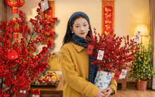 Bí kíp cắm đào đông đỏ chơi bền xuyên Tết 2026: Loài "trân châu đỏ" giúp gia chủ vượng khí, đỏ vận cả năm