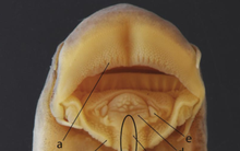 "Báu vật" chỉ có ở Việt Nam được tìm thấy dưới dòng sông Lô: Giới khoa học chờ đợi suốt 1/4 thế kỷ