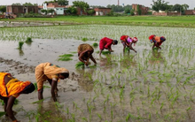 Tin buồn cho gạo Việt Nam, Thái Lan: Vựa lúa lớn nhất thế giới tồn kho tăng gấp 8 lần mục tiêu, sắp bơm lượng lớn ra thị trường