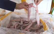 Cách nhận biết cá ngâm hoá chất formol nguy hiểm: Đơn giản nhưng nhiều người bỏ qua từ đầu