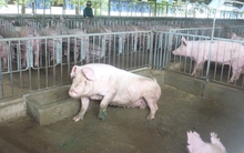 Lo giá thịt heo Tết tăng cao