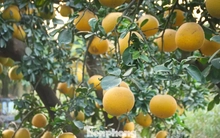 Bưởi cảnh, quất thế hàng chục triệu đồng 'rục rịch' xuống phố