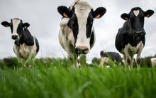 Trung Quốc ‘trả đũa’