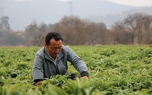 Phát hiện người đàn ông sinh năm 1984 bán rau kiếm hơn 37 tỷ đồng/năm