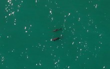 Loài vật quý hiếm bậc nhất thế giới, chỉ còn lại đúng 10 con