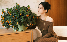 Trồng cây 'cá vàng' dịp cuối năm: Hoa nở như 'bơi' tiền vào két, xả xui cực tốt mà tôi trồng 6 năm vẫn mê