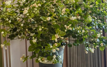 Loại cây hàng đầu được NASA khuyên trồng trong nhà, đặc biệt là phòng ngủ