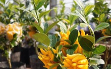 Cây cảnh "quý hơn vàng ròng": Quả óng ánh, dáng tay Phật, nhà giàu đua nhau săn chơi Tết