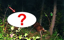 Lần theo đoạn video chỉ vài giây, chuyên gia hân hoan tìm thấy loài vật từng "tuyệt chủng" suốt 30 năm