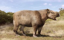 Loài chuột khổng lồ nặng 1 tấn, dài 3 mét, to ngang con trâu mộng