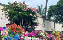 Hoa Tết về phố, 'bỏng tay' giá bưởi Diễn ở TPHCM