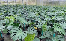 Độc lạ loài cây "lá rách thủng" giúp người nông dân đổi đời: Bán lá thu trăm triệu/năm