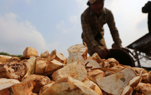 Không phải sầu riêng, đây mới là mỏ vàng của Việt Nam được Trung Quốc và châu Á tranh nhau mua: Thu về hơn 1 tỷ USD, nước ta cùng Thái Lan cạnh tranh ngôi vương