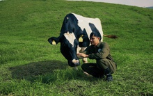 Mộc Châu Creamery: Kế thừa di sản để chuyển mình bền vững