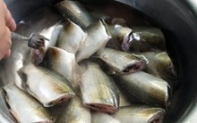 Ăn cá theo cách này, nhiều người bị tổn thương gan: Bác sĩ cảnh báo