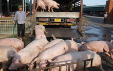 Lũ lụt, dịch bệnh bùng phát, cuối năm có thiếu thịt heo?