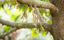 Loại quả kén người ăn giúp Việt Nam thu 4 tỷ USD trong năm 2025