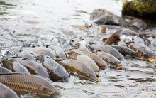 Phát minh của Trung Quốc làm rung chuyển ngành thủy sản và thực phẩm: tạo ra giống cá diếc không xương dăm, năng suất cao nhưng chi phí thấp