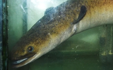 "Thủy quái" dưới lòng sông Đà được ví như "nhân sâm nước", đại gia chi 45 triệu đồng để sở hữu