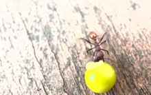 Phát hiện ở sân sau nhà của một cậu bé 8 tuổi đã thực sự thay đổi khoa học mãi mãi