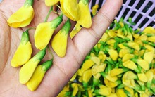 Đặc sản miền Tây: Xưa mọc dại bờ ao, nay thành "lộc trời", hơn 200.000/kg vẫn đầy người mua