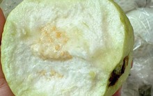 Thương lái tấp nập vào tận vườn thu mua loại quả giòn, ngọt đậm, người dân Hưng Yên kiếm bộn tiền