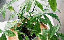 Loại cây được vinh danh là “Cây của năm 2026”: Tượng trưng cho tài lộc, lọc không khí cực đỉnh