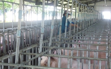 Giá heo hơi hôm nay, 31-12: Bất ngờ đảo chiều giảm