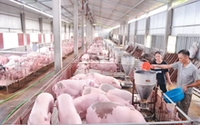 Giá lợn hơi liệu có 'sốt' dịp Tết Nguyên đán?