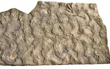 Bảo vật vô giá hàng trăm triệu tuổi bị dân làng dùng làm đá kê chân 20 năm