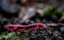 Phát hiện loài sinh vật hiếm chỉ xuất hiện vài ngày mỗi năm, du khách nối đuôi nhau đến tận nơi xem