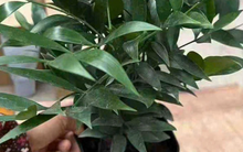 Không phải kim tiền, đây mới là 4 loại cây mà người giàu thích đặt ngay trong phòng khách: Vừa đẹp sang, vừa may mắn