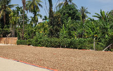 Cứu tinh từ châu Phi đổ bộ giúp Việt Nam xuất khẩu bỏ xa cả thế giới: Nước ta chi hàng tỷ USD mỗi năm để mua hàng, được người Mỹ cực kỳ ưa chuộng