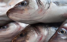 10 mẹo chọn cá tươi người bán không muốn bạn biết