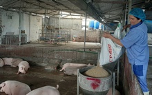 Giá heo hơi nóng trở lại trước Tết