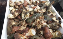 Tôm hùm chết hàng loạt trong mưa lũ, người nuôi “ôm đầu”!