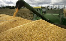 Trung Quốc, Campuchia đua nhau săn 'mỏ vàng' mới nổi của Việt Nam: là cứu tinh cho chăn nuôi, nước ta đứng thứ 8 thế giới về sản lượng