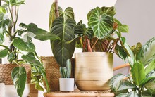 9 loại cây tuyệt đối không nên trồng trong nhà có trẻ nhỏ