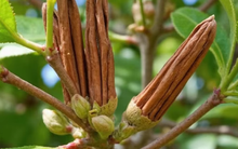 Việt Nam xuất khẩu quế top đầu thế giới, thu trăm triệu USD nhưng đang phụ thuộc nặng vào Indonesia?