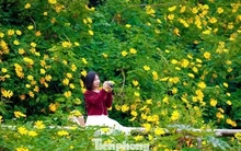 Hoa dã quỳ rực rỡ như Tây Nguyên giữa lòng Hà Nội