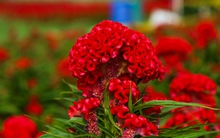 3 loại hoa trưng Tết xong người Việt thường vứt bỏ, không biết là ‘kho thuốc' người xưa rất quý