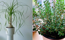 8 loại cây cảnh thanh lọc không khí trong nhà, giúp gia đình bạn khỏe mạnh hơn