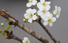 Hết Tết, người Hà Nội vẫn chi tiền triệu mua đào, lê rừng Tây Bắc