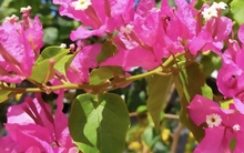 Vì sao trồng hoa giấy trong nhà bị coi là điều đại kỵ?