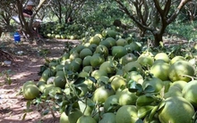 Sau Tết, trái bưởi da xanh ở Tiền Giang, Bến Tre rớt giá thê thảm