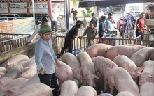 Vì sao giá heo hơi sau Tết tăng cao nhất kể từ năm 2023?