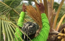 Giá tăng 50% vẫn không có hàng, nước ASEAN này đang thiếu một sản phẩm là đặc sản 1 tỷ USD của Việt Nam