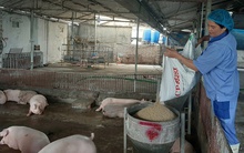 Giá heo hơi tăng cao sau Tết, khan hàng về chợ đầu mối