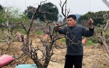 Dịch vụ 'hồi sinh' đào sau Tết hút khách